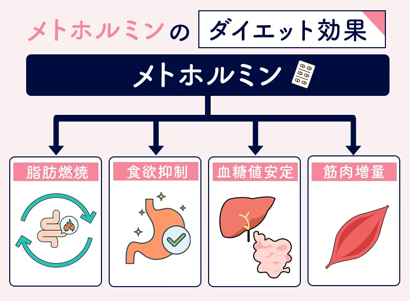 メトホルミンに期待できる4つの効果