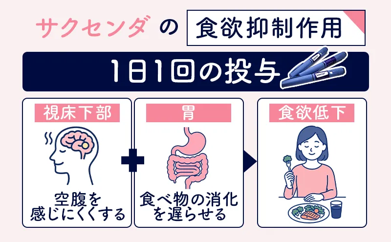 サクセンダの食欲抑制作用